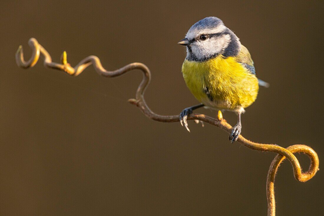 Frankreich, Somme, Crécy-en-Ponthieu, Blaumeise (Cyanistes caeruleus)