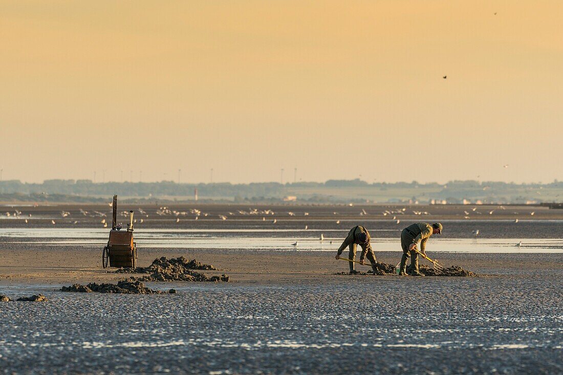 France, Somme, Baie de Somme, Quend-Plage, Fishermen looking for sand worms (Arenicole) to serve as bait