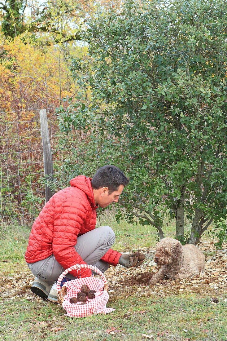 Frankreich, Correze, Causses, Suche nach schwarzen Trüffeln (Cavage) der Sorte Tuber Melanosporum in einem Trüffelfeld mit Stephane Foissac (Trüffelzüchter) und seinem Trüffelhund