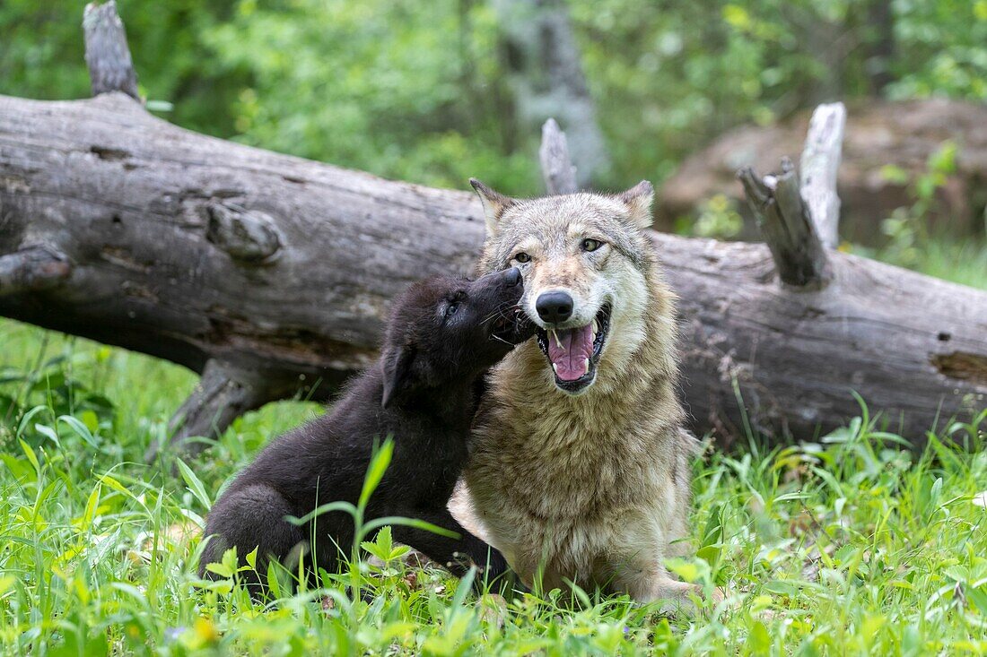 United Sates, Minnesota, Wolff (Canis lupus), Adult with youngs, captive