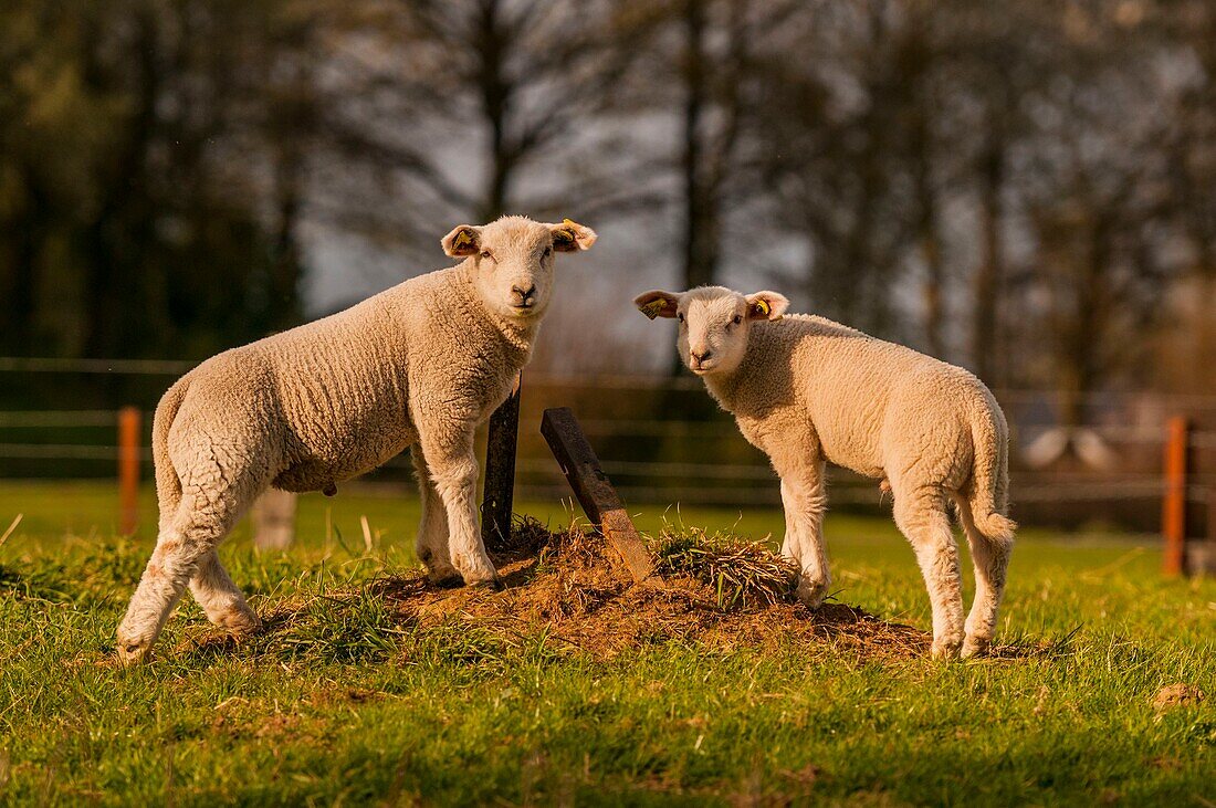 France, Ardennes (08), Carignan, lamb in pasture