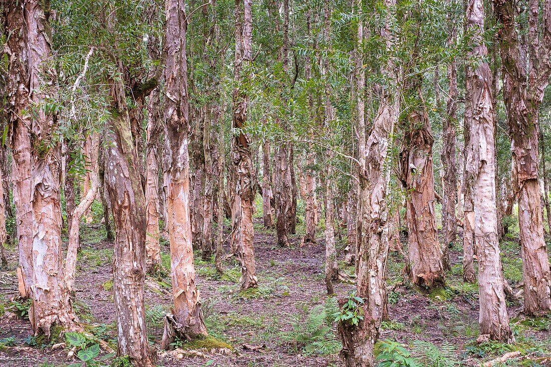 Mauritius, Bezirk Savanne, Nationalpark Black River Gorges, Niaoulis-Wald (Melaleuca quinquenervia)