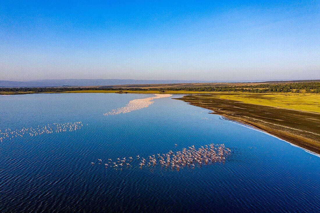 Kenya, Soysambu conservancy, lake Elementeita, lesser flamingo (Phoeniconaias minor) (aerial view)