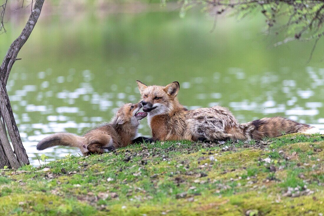 Vereinigte Staaten, Minnesota, Rotfuchs (Vulpes vulpes), Erwachsene und Jungtiere, in Gefangenschaft