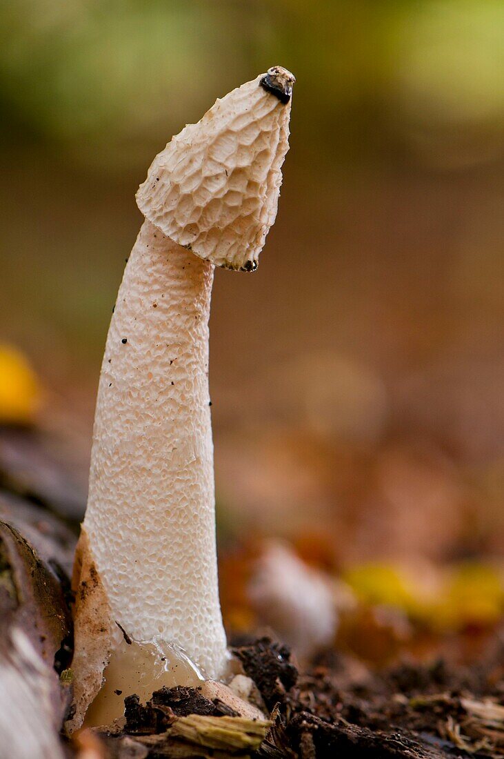 France, Somme, Crécy Forest, Crécy-en-Ponthieu, Phallus Impudicus