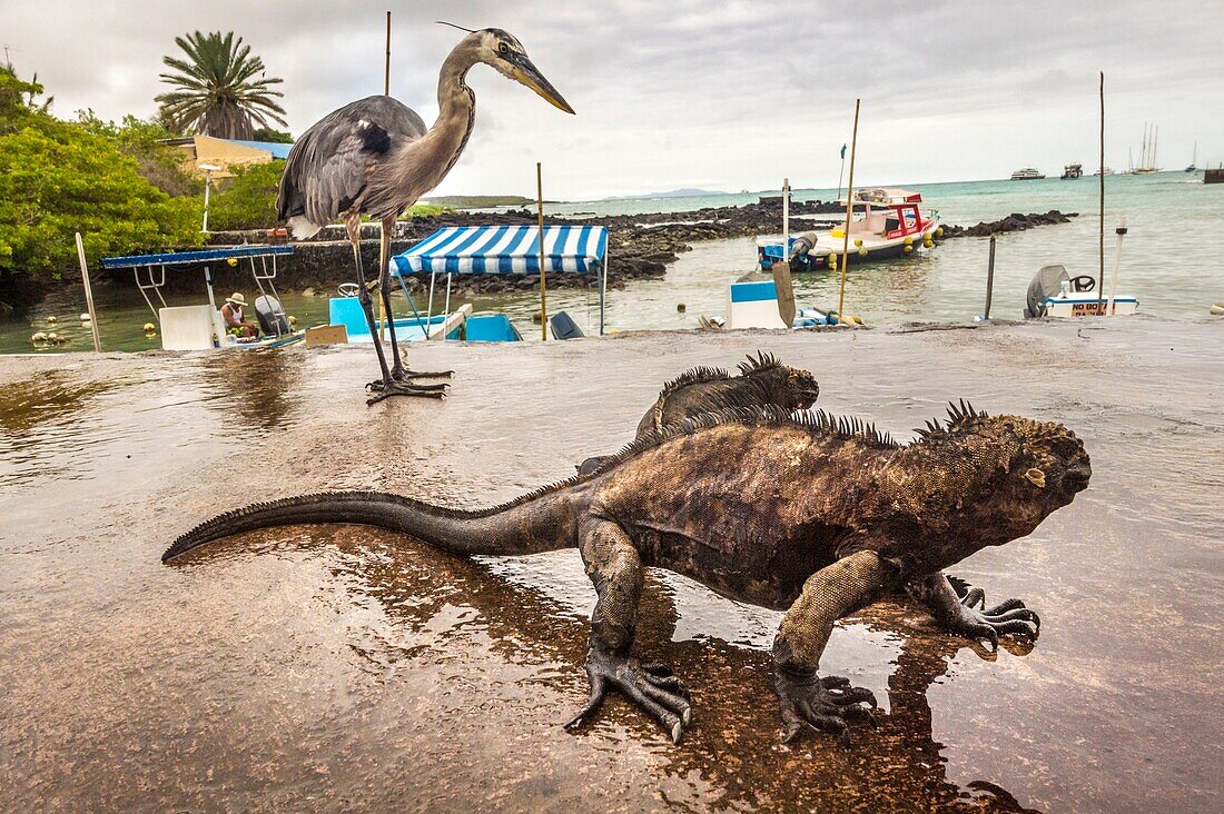 Ecuador, Galápagos archipelago, classified as World Heritage by UNESCO, Santa Cruz Island, Puerto Ayora, fish market, marine iguanas, gray heron and seagulls dispute the remains