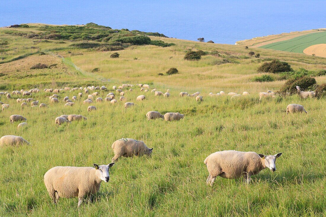 France, Pas de Calais, Escalles, Cap Blanc Nez (labeled Grand Site de France and part of the regional natural park of caps and marshes of Opal), sheep of Boulogne breed in the pastures