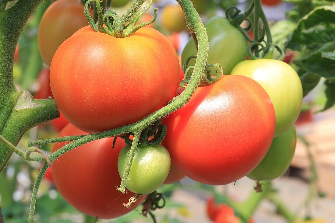 Frankreich, Pas de Calais, Samer, Ferme de Bellozanne, Freilandtomaten