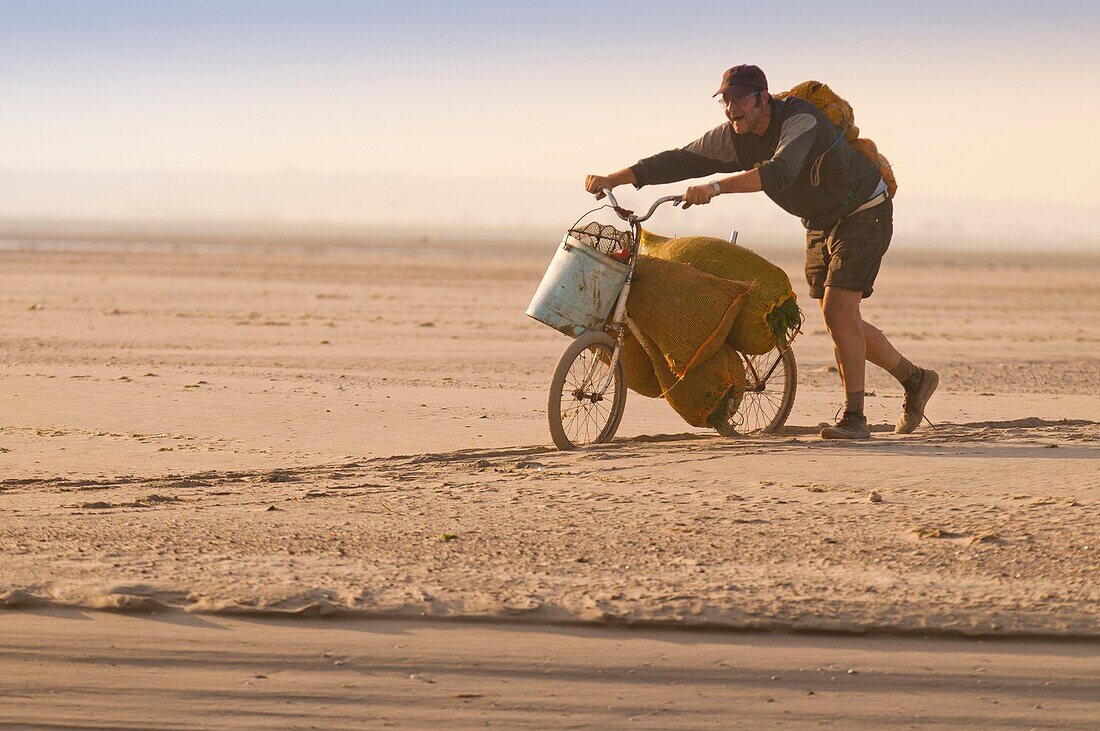 Frankreich, Somme, Baie de Somme, Le Hourdel, Fischer bringen ihre Meerfenchelsammlung mit dem traditionellen Fahrrad ohne Sattel