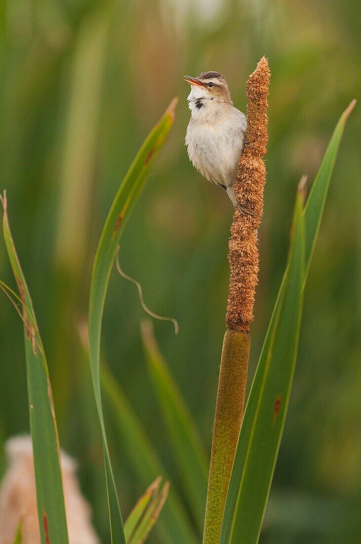 France, Somme, Baie de Somme, Le Crotoy, Crotoy marsh, Sedge Warbler (Acrocephalus schoenobaenus) in Baie de Somme perched on a reed in the reed bed