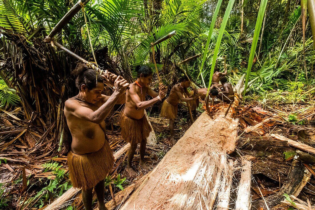 Indonesien, West Papua, Mabul, Korowai-Expedition, Sagou-Palme, Vorbereitung