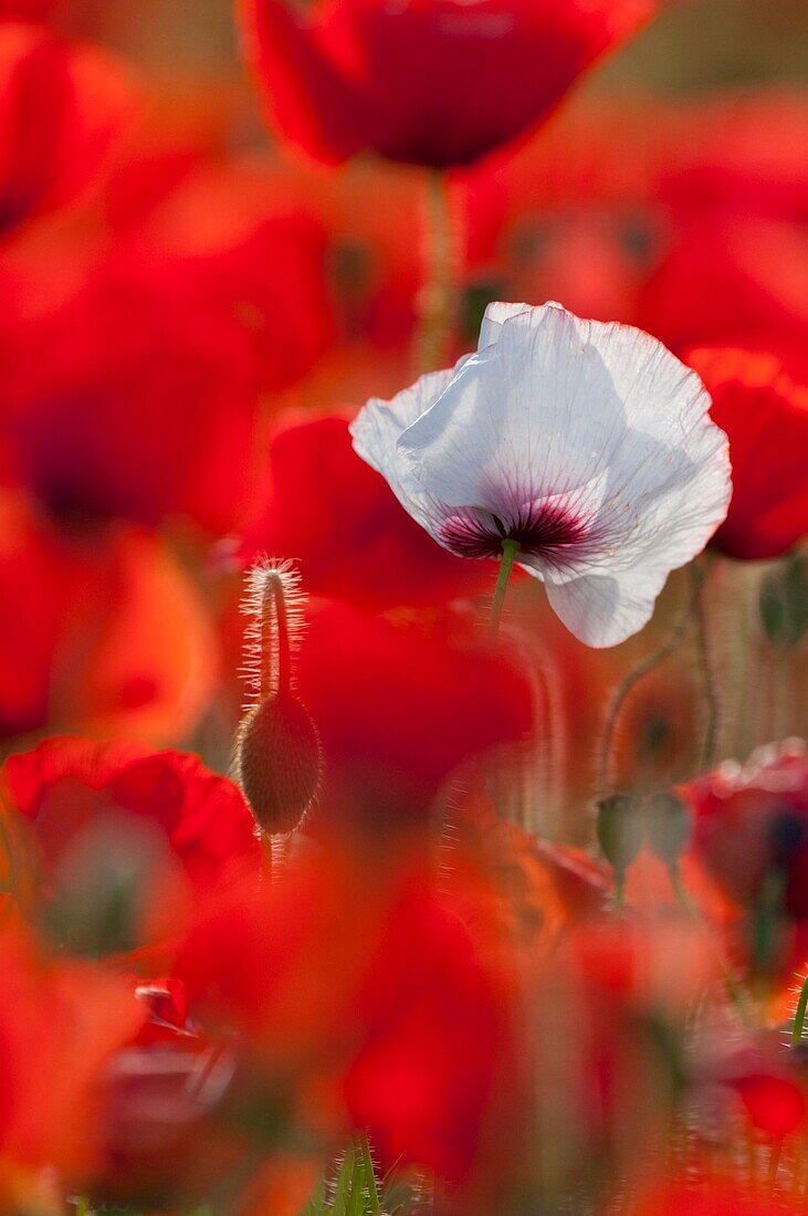 France, Somme, Baie de Somme, Saint-Valery-sur-Somme, Poppies (Papaver rhoeas) including an atypical white