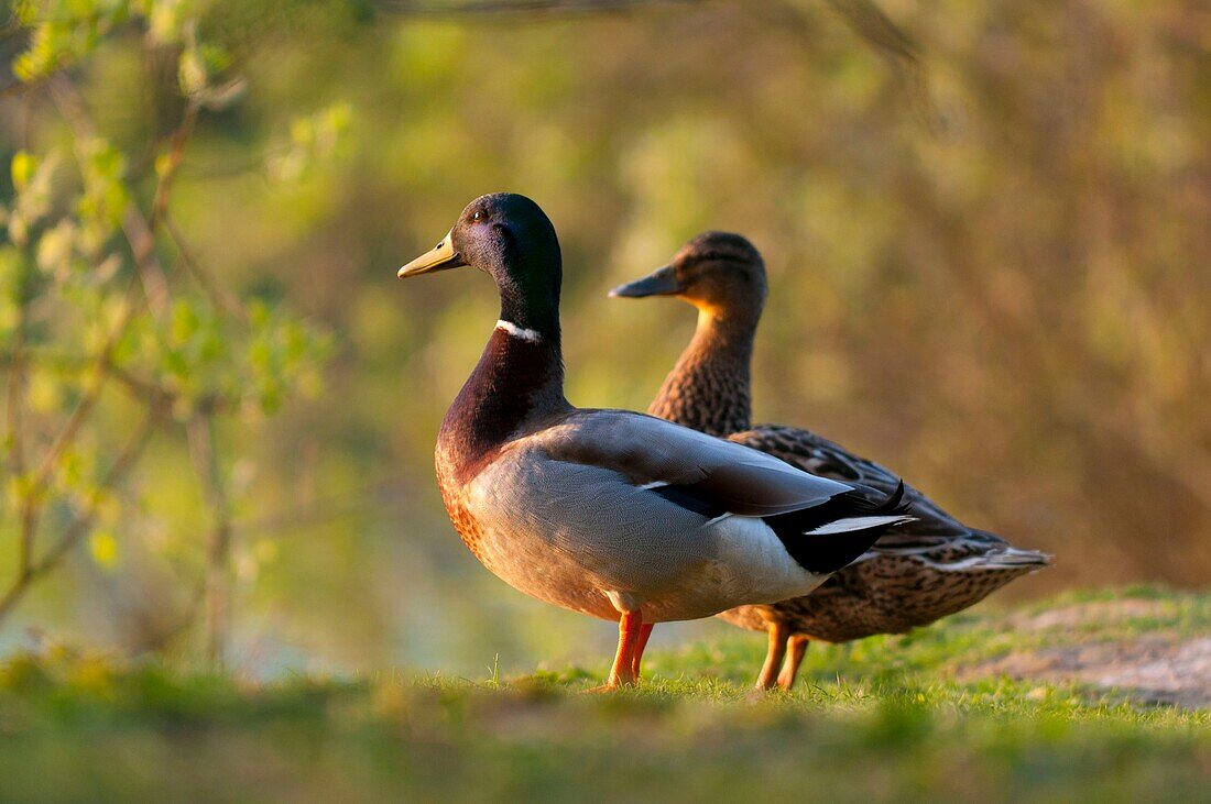 France, Somme, Baie de Somme, Le Crotoy, Le Crotoy marsh, Couple of mallard ducks (Anas platyrhynchos)