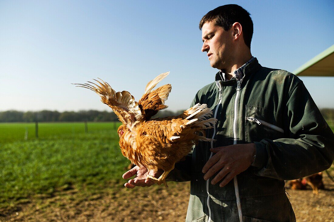 France, Essonne, Saclay plateau, Bievres, Charles Monville, organic poultry farmer