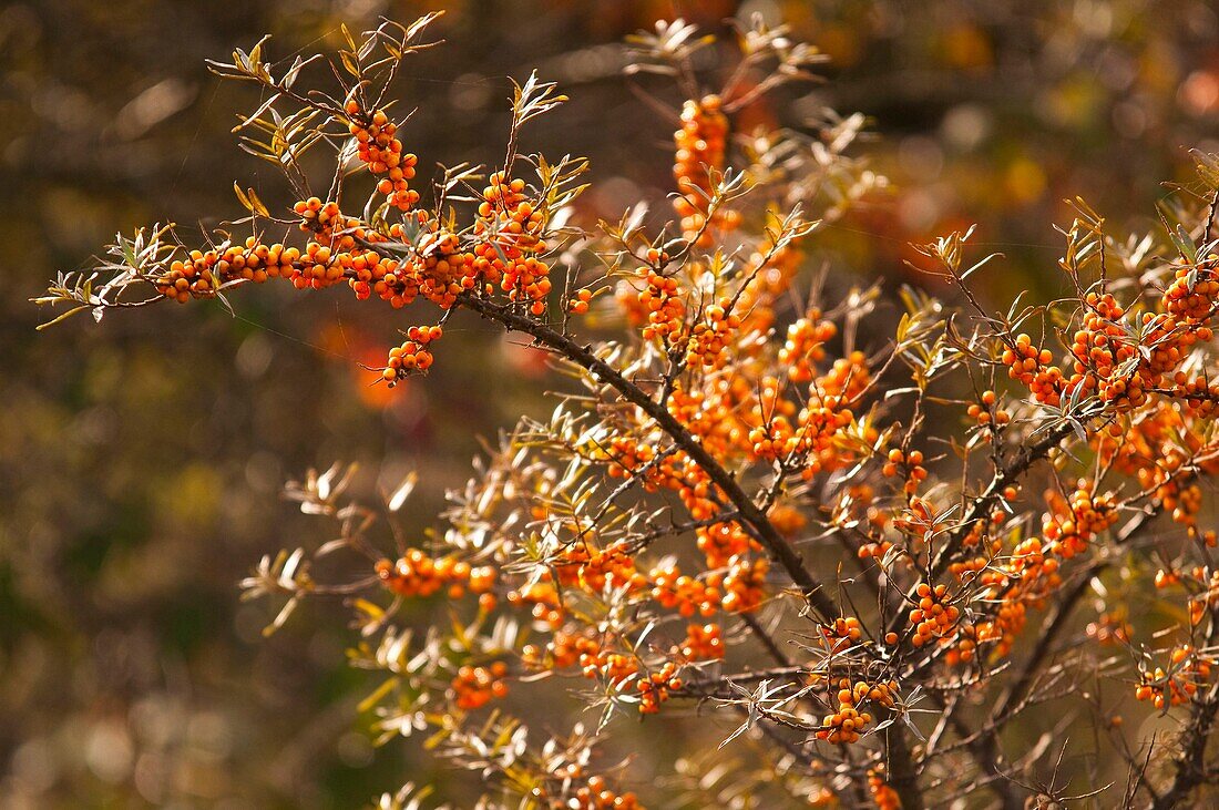 France, Somme, Baie de Somme, Le Hourdel, Sea buckthorn branch (Hippophae rhamnoides) covered with fruit in autumn