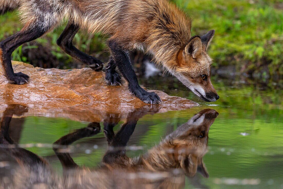 United Sates, Minnesota, Red Fox (Vulpes vulpes), Adult alone, captive