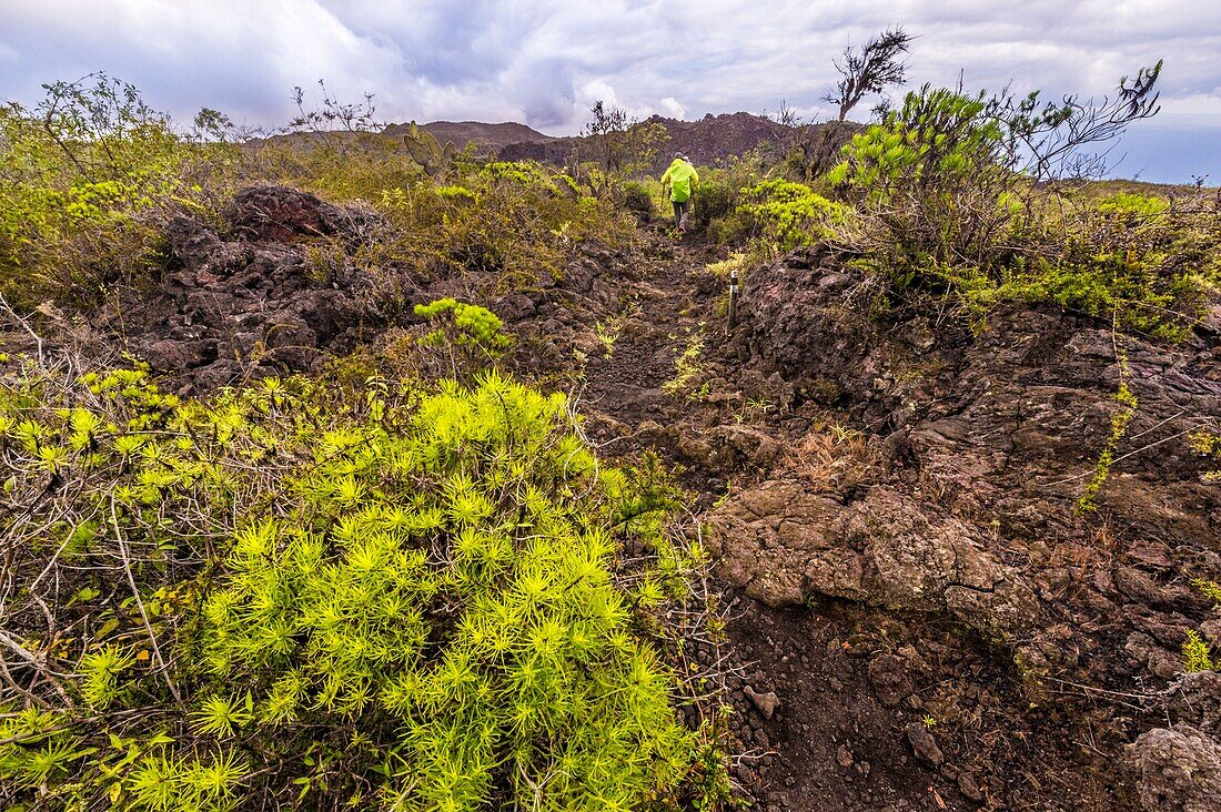 Ecuador, Galápagos-Archipel, von der UNESCO zum Weltnaturerbe erklärt, Insel Isabela (Albemarie), Wanderung am Kraterrand des Vulkans Sierra Negra (1490 m) in Richtung des Vulkans Chico