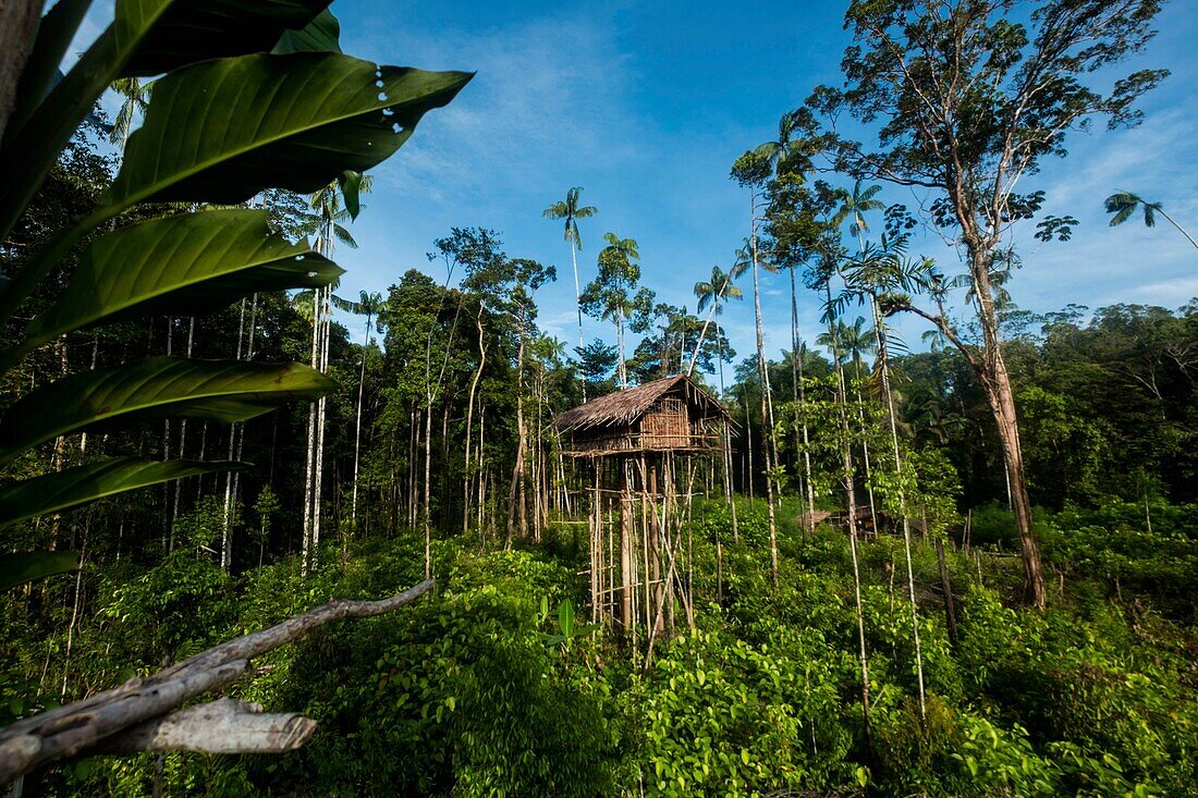 Indonesien, West Papua, Mabul, Korowai-Expedition