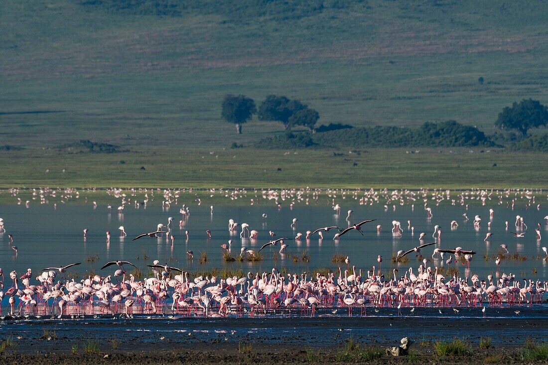 Lesser flamingos (Phoenicopterus minor), feeding on crater lake, Ngorongoro Conservation Area, Serengeti