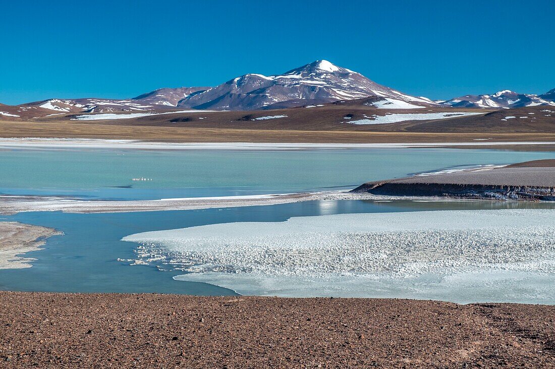 Argentinien, Provinz La Rioja, Provinzialreservat Laguna Brava