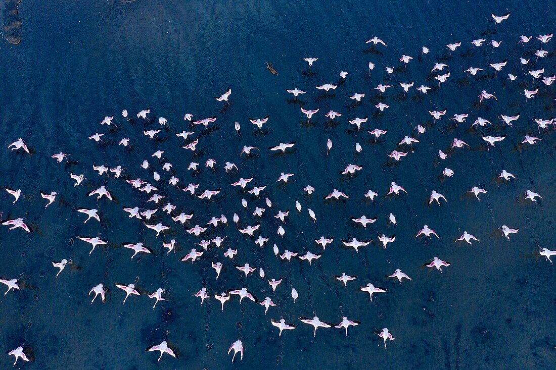 Kenya, lake Magadi, Rift valley, lesser flamingoes (Phoeniconaias minor) (aerial view)