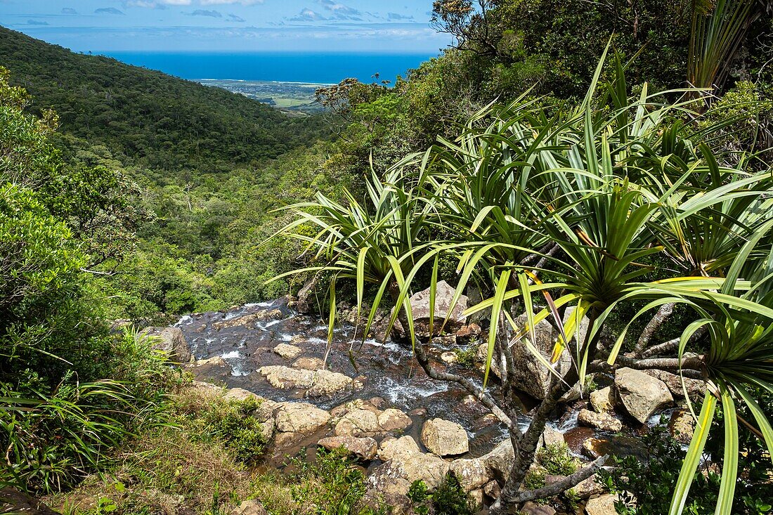 Mauritius, Savanne district, Black River Gorges National Park, Alexandra falls