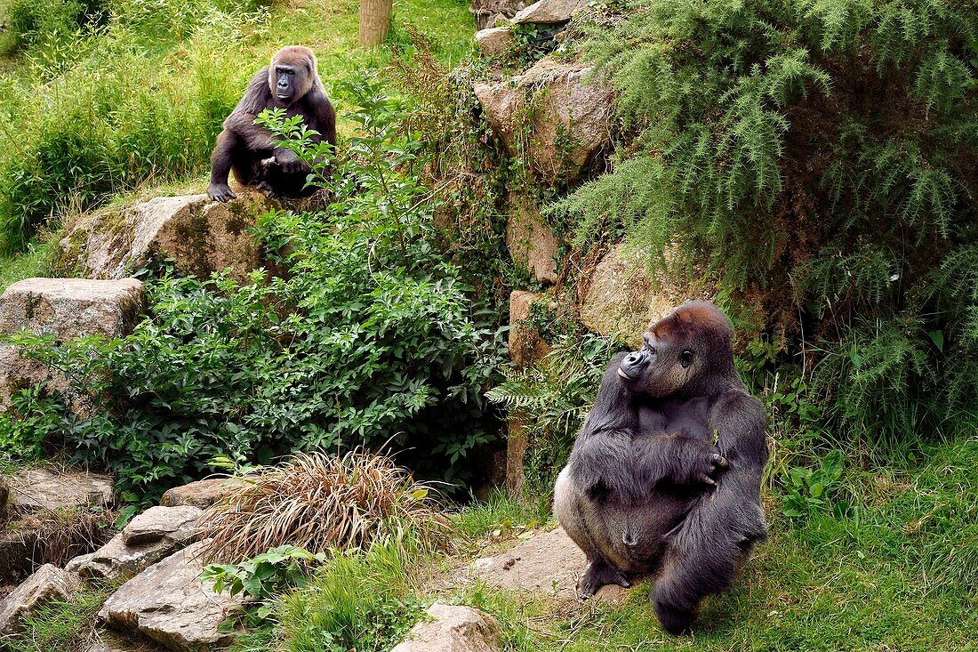 United Kingdom, Channel Islands, Jersey, Jersey Zoo, Durrell Wildlife Conservation Trust, Western lowland gorilla (Gorilla gorilla gorilla), silverback or mature male and a female in the background