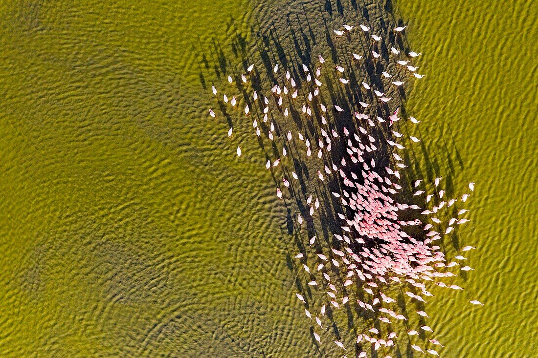 Kenya, lake Magadi, Rift valley, lesser flamingoes (Phoeniconaias minor), sexual display in aerial view