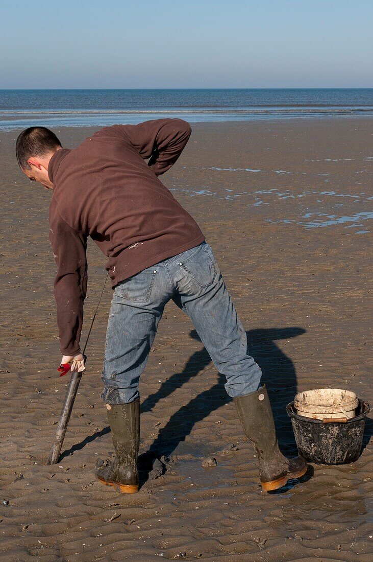 Frankreich, Somme, Authie-Bucht, Fort-Mahon, Sandwürmer (Arenicola, Arenicola marina) werden geerntet, um als Köder für Fischer zu dienen; dazu wird eine Wurm-Pumpe verwendet; sobald sie den Wurm gefangen hat, drückt der Fischer ihn zwischen den Fingern, um die Därme herauszuziehen, der Wurm kann dann eine Woche lang aufbewahrt werden