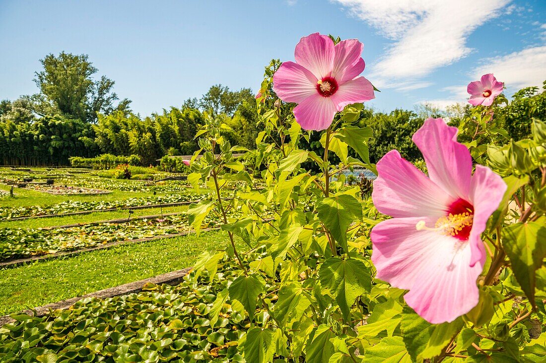 France, Lot et Garonne, Le Temple-sur-Lot, Latour-Marliac water lily garden, hollyhocks