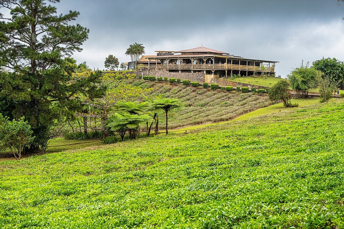 Mauritius, Bezirk Savanne, Grand Bois, Domaine de Bois Chéri, der größte Teeproduzent auf Mauritius, das Restaurant ist von den Teeplantagen umgeben