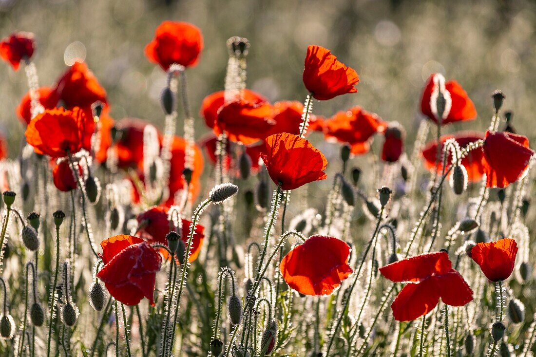 Frankreich, Somme, Baie de Somme, Saint-Valery-sur-Somme, Mohnblumen (Papaver rhoeas)