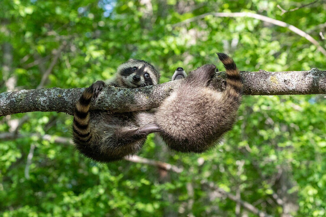 United Sates, Minnesota, Raccoon (Procyon lotor), in a tree, captive