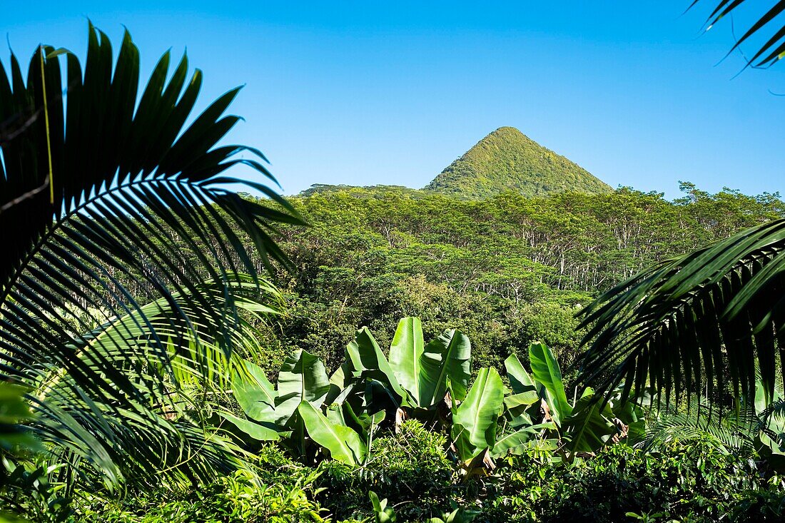 Mauritius, Riviere Noire district, Chamarel, coffee and banana tree plantations