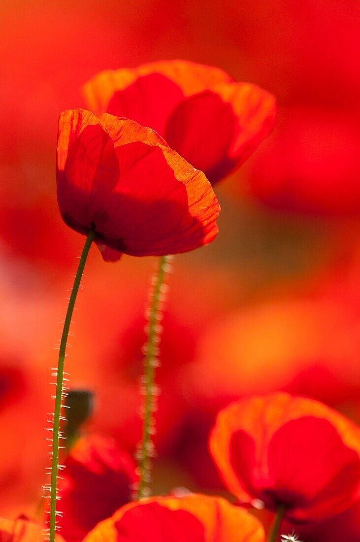 France, Somme, Baie de Somme, Saint-Valery-sur-Somme, Poppies (Papaver rhoeas)