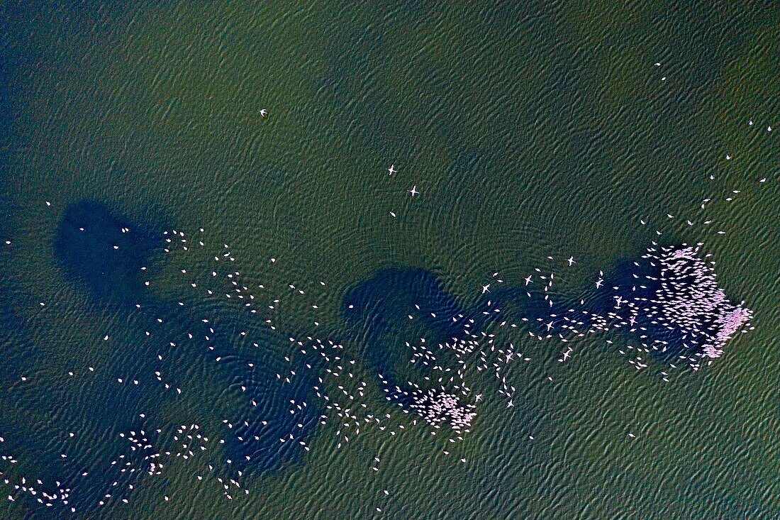 Kenya, lake Magadi, Rift valley, lesser flamingoes (Phoeniconaias minor), in sexual display at dawn (aerial view)