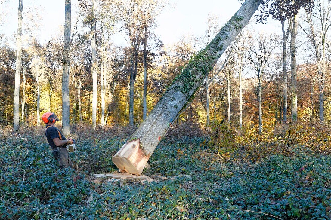 Frankreich,Allier,Holzfäller bei der Arbeit im Eichenwald von Moladiers in Richtung Moulins,Quercus petraea,Bourbonnais