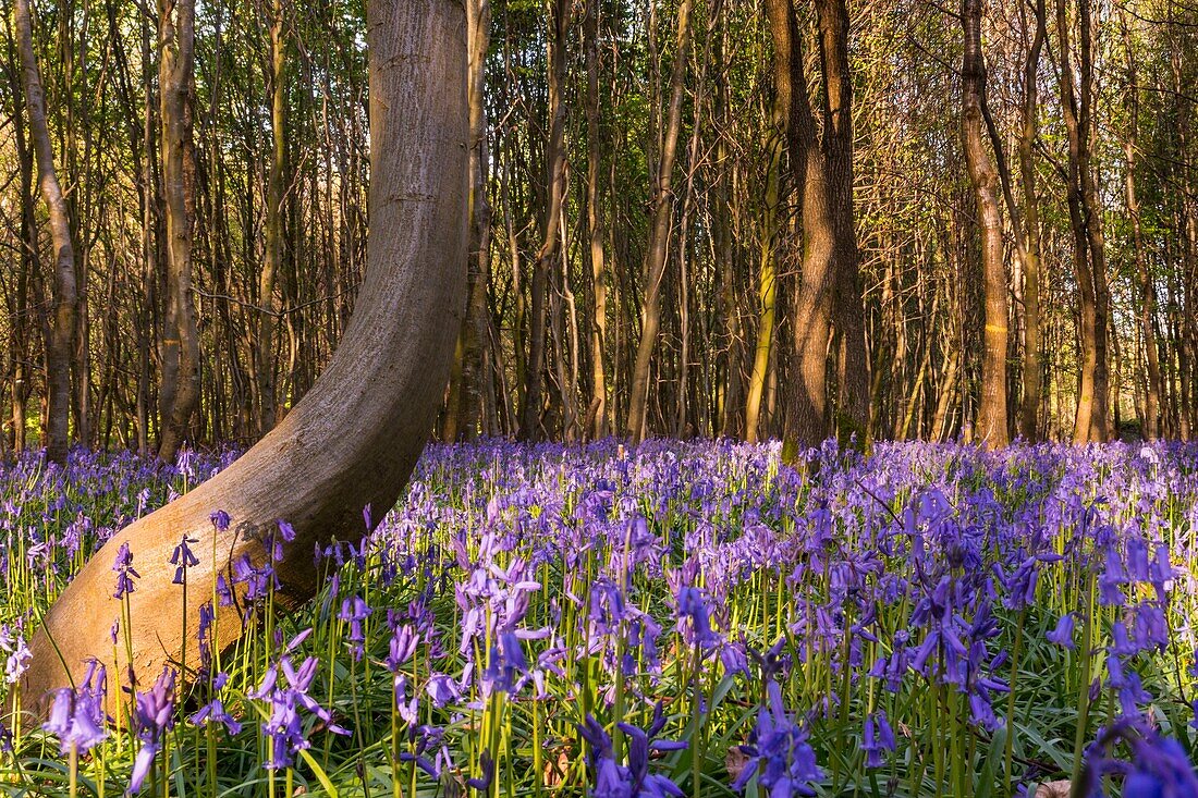 Frankreich,Somme,Crécy-en-Ponthieu,Wald von Crécy,Ausmaß der wilden Jacynthes (Maiglöckchen) im Wald