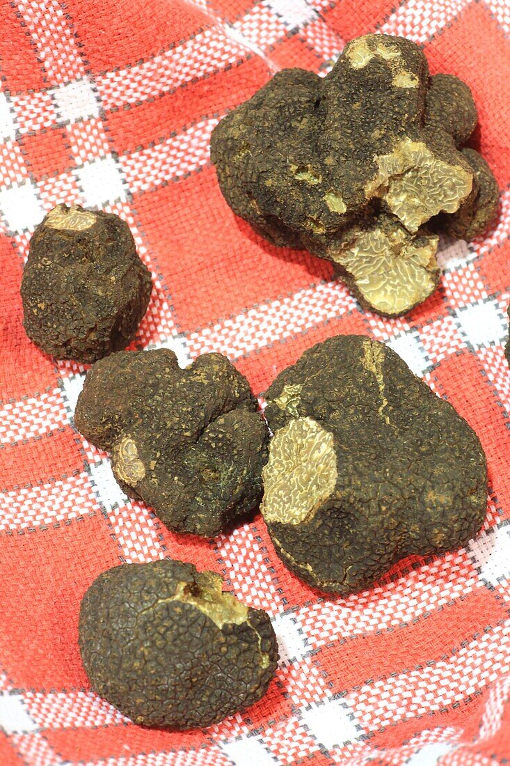 France, Correze, Brive la Gaillarde, Halle Georges Brassens, foire grasse, Marche Contrôle aux Truffes, local black truffles (Tuber melanosporum)