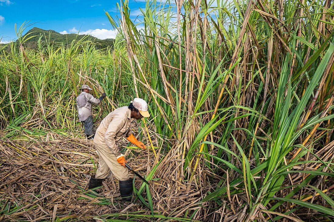 Mauritius, Pamplemousses district, sugar cane harvest