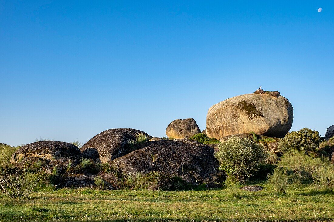 Spanien,Extremadura,Naturdenkmal Los Barruecos,Granitfelsen und Nest der Weißstörche