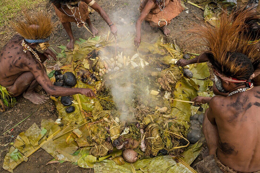 Papua New Guinea, Simbu Province, Kagaï village, Pagau Tribe, preparation of a traditionnal feast called Mumu during which a pig is stewed with white-hot stones in buried banana leaves