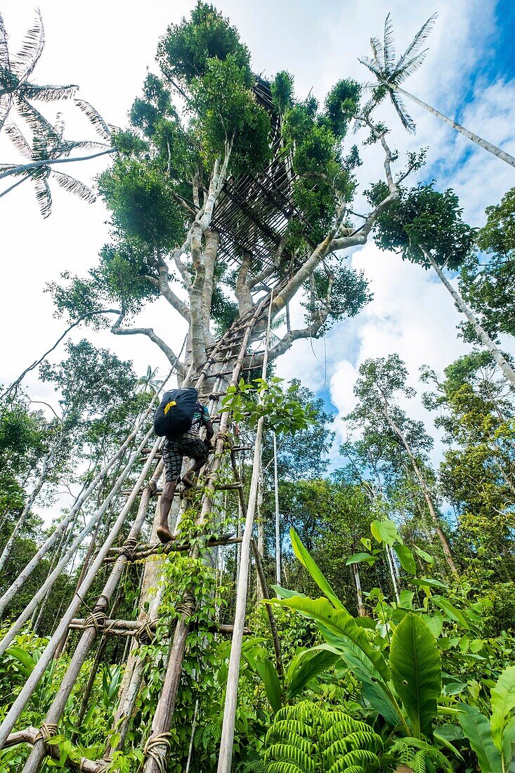 Indonesia, West Papua, Mabul, Korowai expedition