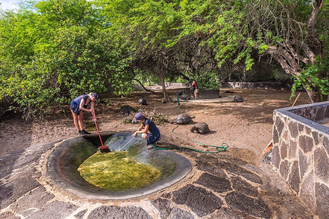 Ecuador,Galapagos-Archipel,von der UNESCO als Weltnaturerbe eingestuft,Insel Isabela (Albemarie),Arnaldo Tupiza-Chamaidan-Zuchtstation für Riesenschildkröten der Galapagos-Inseln