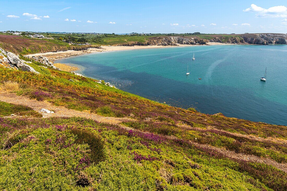 Frankreich,Finistère (29),Cornouaille,Halbinsel Crozon,Camaret-sur-Mer,Pointe Pen-Hir in der Iroise,das Heidekraut bildet schöne bunte Teppiche