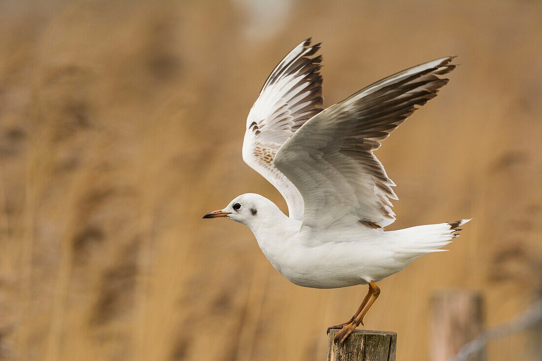 Frankreich,Somme,Somme-Bucht,Le Crotoy,Crotoy-Sumpf,Lachmöwe (Chroicocephalus ridibundus)