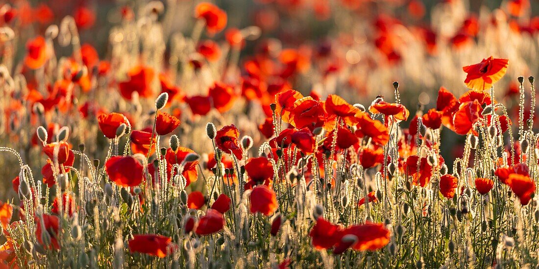 France, Somme, Baie de Somme, Saint-Valery-sur-Somme, Poppies (Papaver rhoeas)