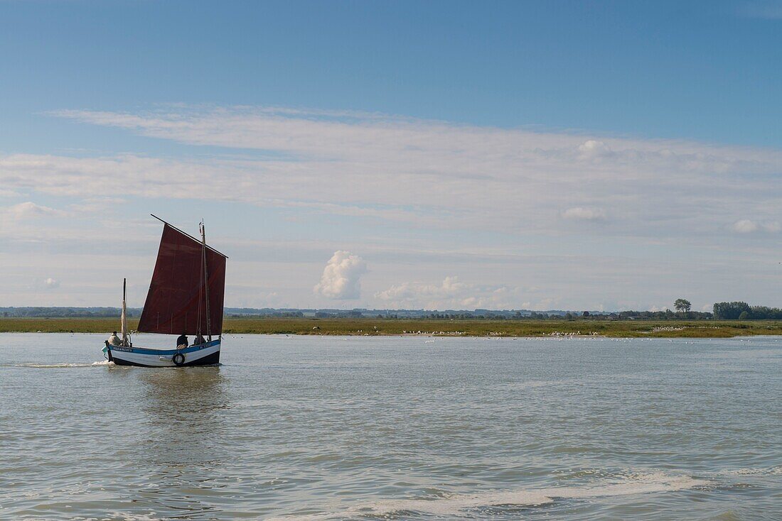 France, Somme, Baie de Somme, Le Hourdel, Flobart returning to the port