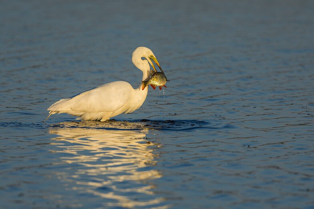 France, Somme, Somme Bay, Le Crotoy, Crotoy marsh, Great Egret fishing (Ardea alba)