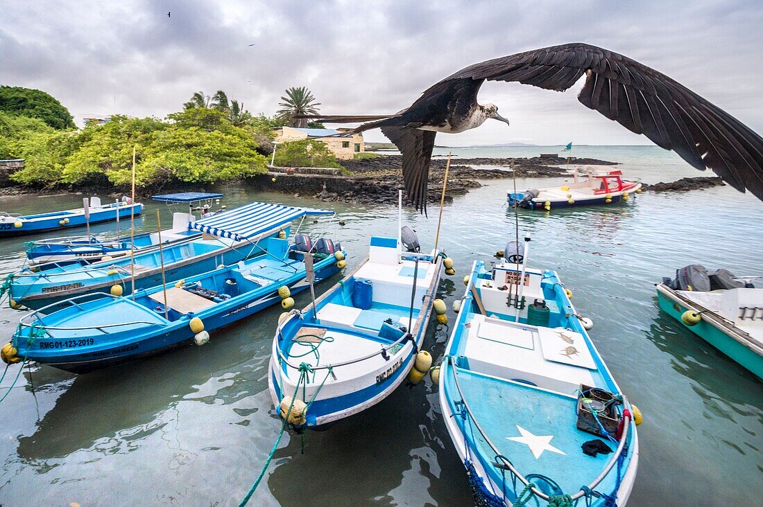 Ecuador,Galapagos-Archipel,Weltnaturerbe der UNESCO,Insel Santa Cruz,Puerto Ayora,Fischmarkt,junger Fregattvogel (Fregata magnificens) im Flug über Fischerbooten